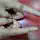 ƷƤЧǺ-lni