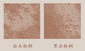 脸上长了粉刺怎么办-lni